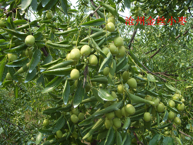 网络商城-阜城县鸿云商城-土产特产