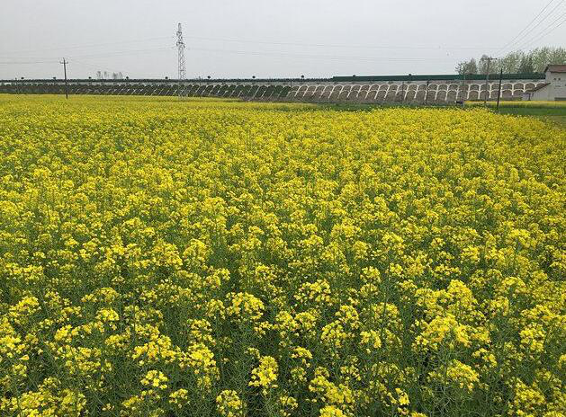 规模化油菜种植