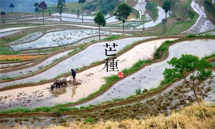 每到芒种时节,种完水稻,为祈求秋天有个好收成,各地都要举行安苗祭祀