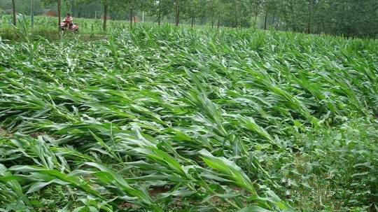 致使许多地区的玉米田出现大面积倒伏,有专家建议大雨过后玉米倒伏不